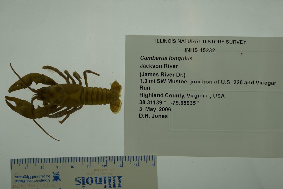 Cambarus longulus image